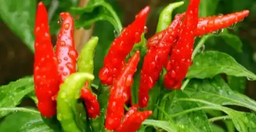 Are capsaicin supplements safe?